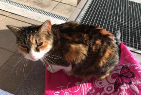 Alerte Découverte Chat Femelle La Chapelle-sur-Erdre France