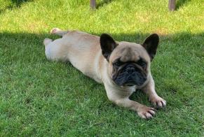 Alerte Disparition Chien  Mâle , 4 ans Nort-sur-Erdre France