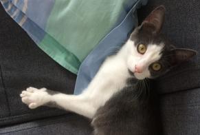 Alerte Disparition Chat Femelle , 0 ans Rezé France