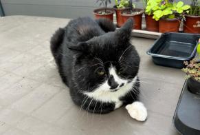 Alerte Découverte Chat Inconnu Arras France