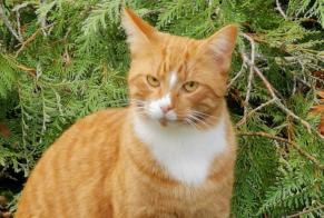 Alerte Disparition Chat croisement Mâle , 3 ans Fismes France