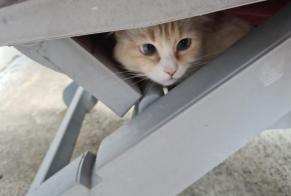 Alerte Disparition Chat croisement Femelle , 5 ans Fégréac France