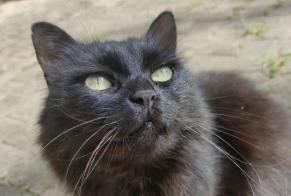 Alerte Disparition Chat Femelle , 10 ans Crolles France