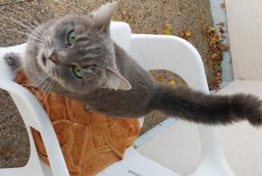 Alerte Découverte Chat croisement Inconnu Limoges France