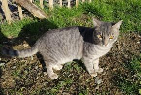 Alerte Découverte Chat croisement Mâle Colomiers France