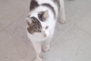 Alerte Découverte Chat croisement Mâle Marigné-Laillé France