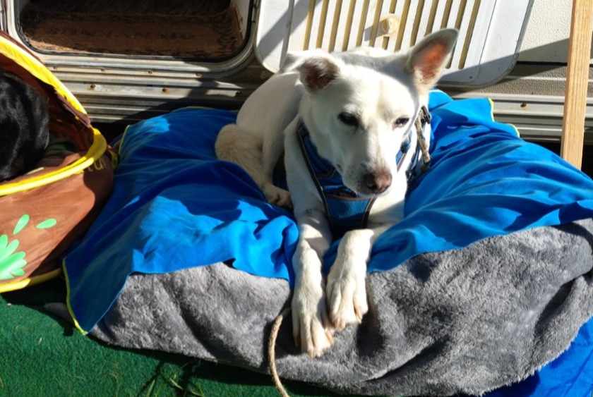 Alerte Disparition Chien croisement Mâle , 8 ans Montagne France