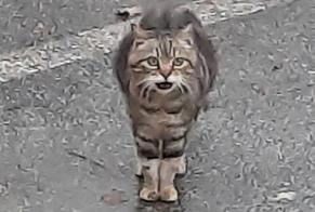 Alerte Découverte Chat Femelle Vannes France