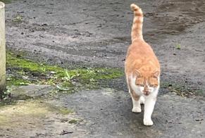 Alerte Découverte Chat croisement Mâle Marzan France