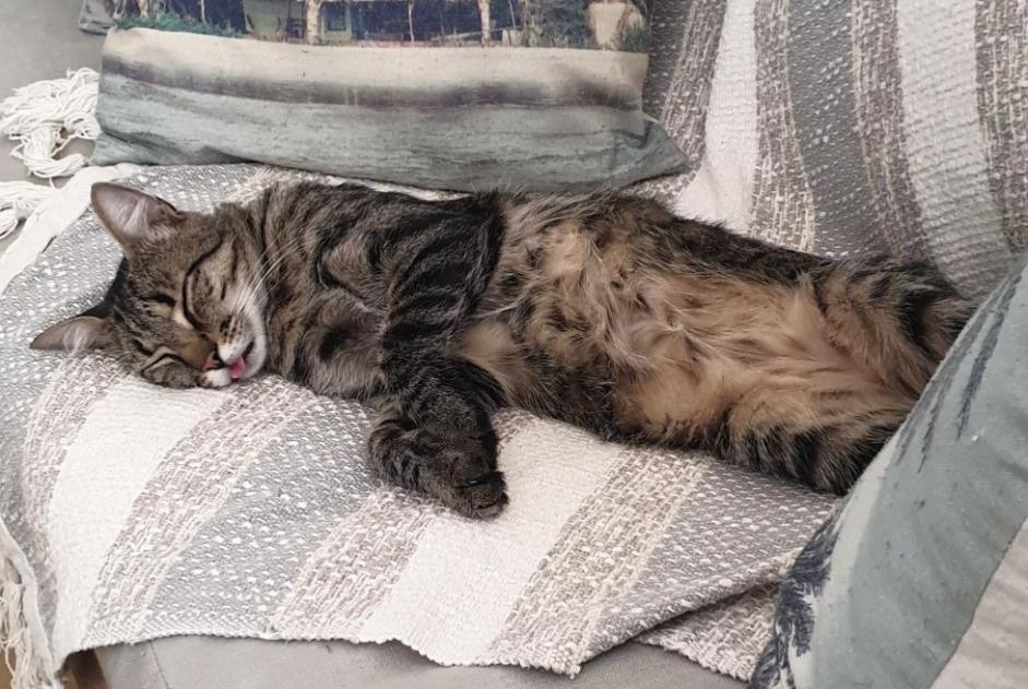 Alerte Disparition Chat Mâle , 3 ans Saint-Germer-de-Fly France