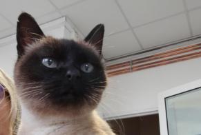 Alerte Découverte Chat  Femelle Challans France