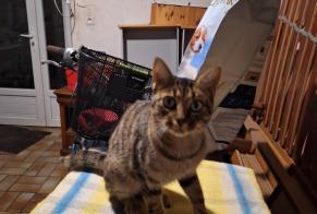 Alerte Découverte Chat Inconnu Thourie France