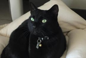Alerte Disparition Chat croisement Mâle , 10 ans La Crau France
