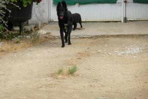 Alerte Disparition Chien  Femelle , 9 ans Château-la-Vallière France