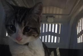 Alerte Découverte Chat Mâle La Couture France