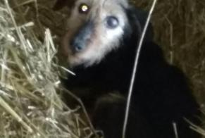 Alerte Découverte Chien Mâle Glomel France