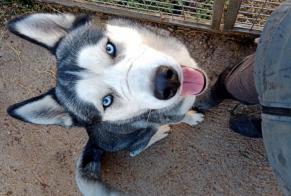 Alerte Découverte Chien  Mâle Cers France