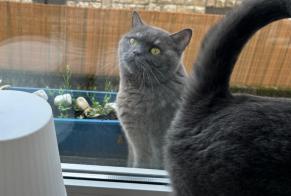 Alerte Disparition Chat  Mâle , 7 ans Luxembourg Luxembourg