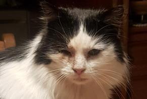 Alerte Disparition Chat croisement Mâle , 9 ans Tubize Belgique