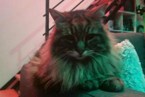 Alerte Découverte Chat Inconnu Beauzelle France
