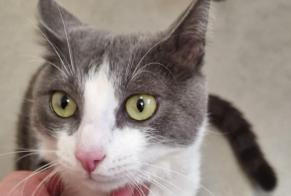 Alerte Disparition Chat Mâle , 5 ans Le Cheylas France