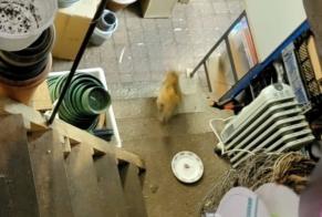Alerte Découverte Chat Inconnu Orléans France