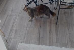 Alerte Découverte Chat croisement Femelle Manduel France