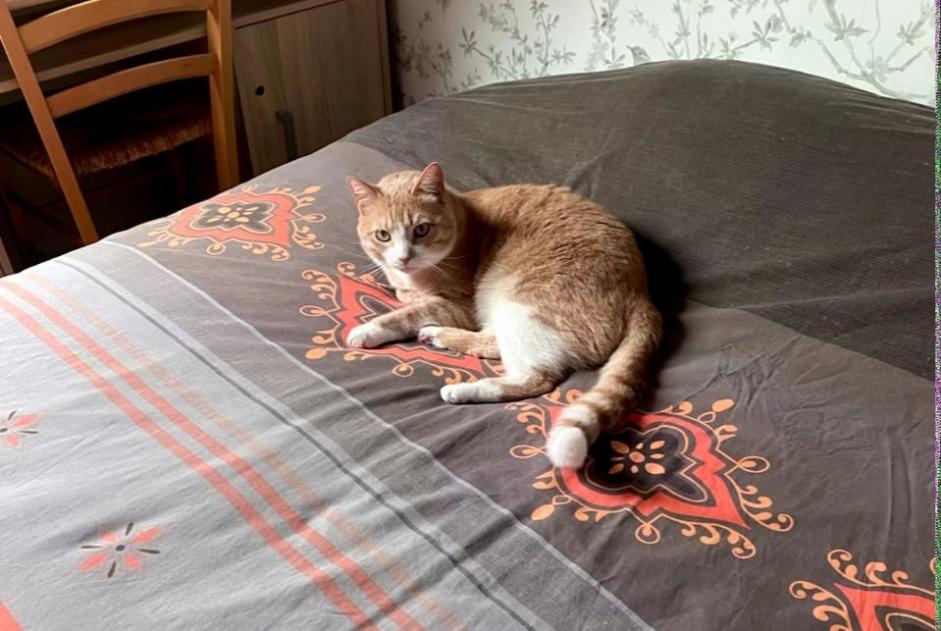 Alerte Disparition Chat croisement Mâle , 3 ans Carentoir France