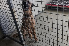 Alerte Découverte Chien  Mâle Vitré France