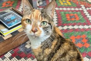 Alerte Disparition Chat Femelle , 9 ans Paris France