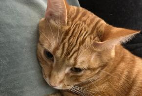 Alerte Disparition Chat Mâle , 2 ans Paris France