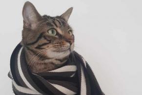 Alerte Disparition Chat Mâle , 6 ans Vallet France