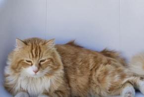 Alerte Disparition Chat croisement Mâle , 4 ans Binche Belgique