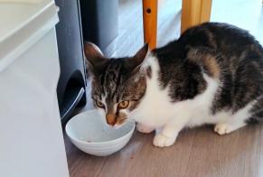 Alerte Découverte Chat Femelle Chartres France