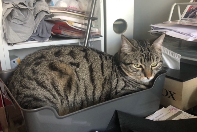 Alerte Disparition Chat croisement Mâle , 1 ans Saint-Junien France