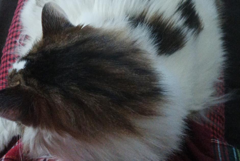 Alerte Disparition Chat croisement Femelle , 14 ans Busy France