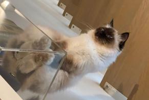 Alerte Disparition Chat  Femelle , 6 ans Paris France