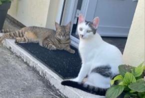 Alerte Disparition Chat Femelle , 2 ans Ouarville France