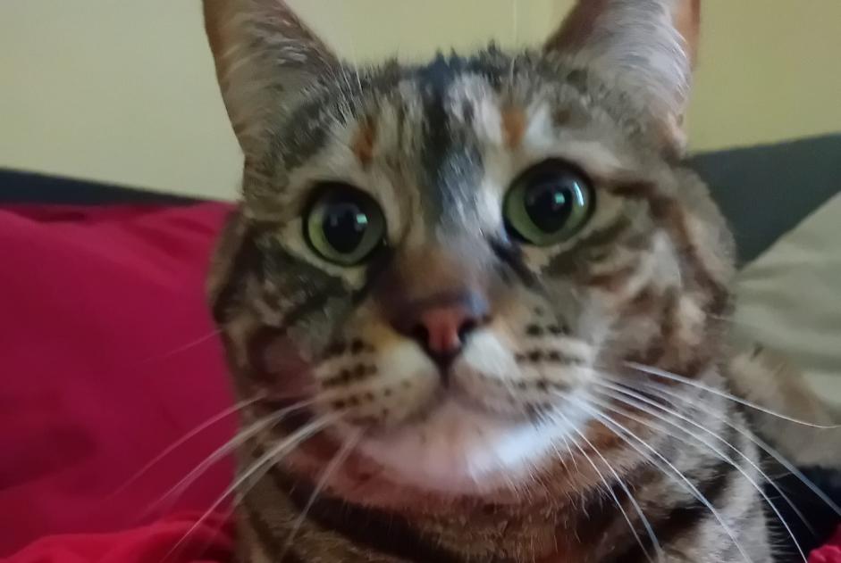 Alerte Disparition Chat Femelle , 7 ans Saint-Gingolph Suisse