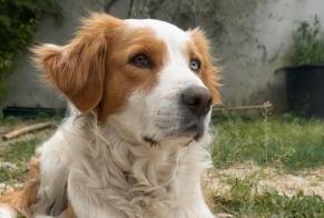 Alerte Disparition Chien croisement Femelle , 6 ans Aubagne France