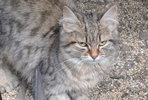 Alerte Découverte Chat Inconnu Munchhouse France