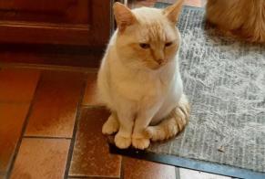 Alerte Disparition Chat croisement Mâle , 3 ans Quévy Belgique