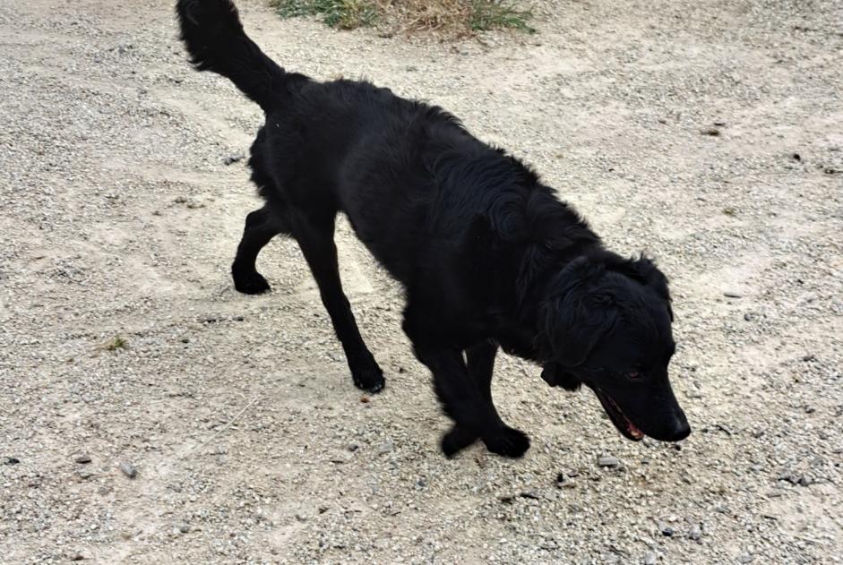 Alerte Découverte Chien croisement Mâle Les Sables-d'Olonne France