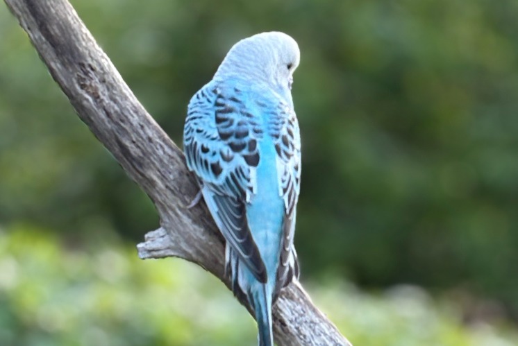 Alerte Découverte Oiseau Inconnu Esneux Belgique