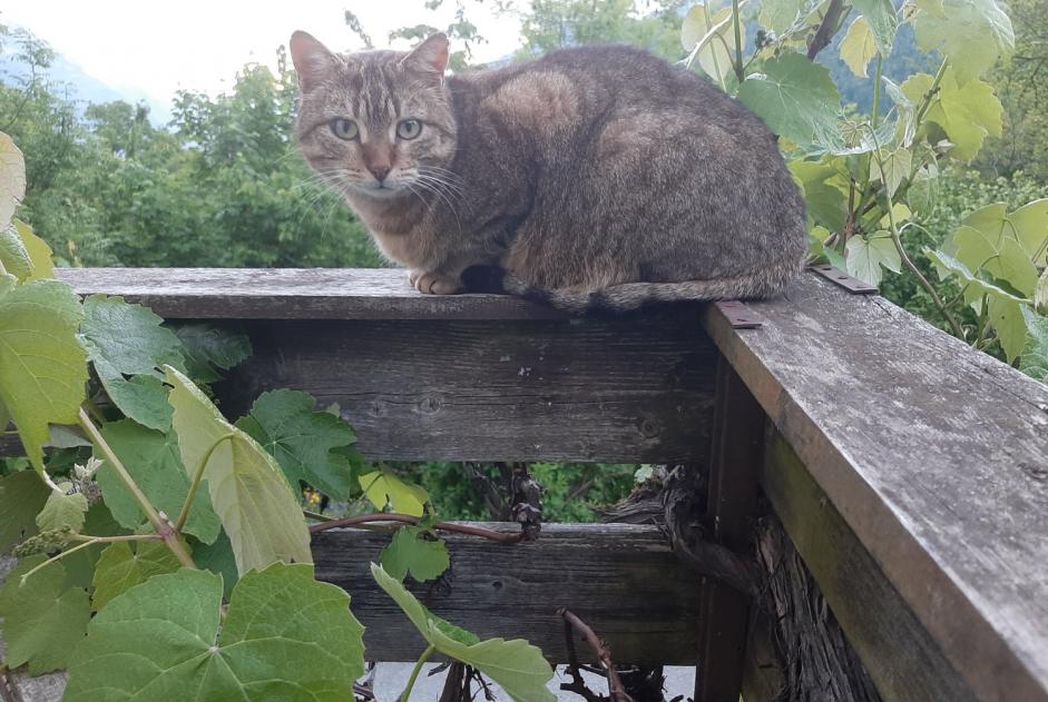 Alerte Découverte Chat Femelle Martigny-Combe Suisse