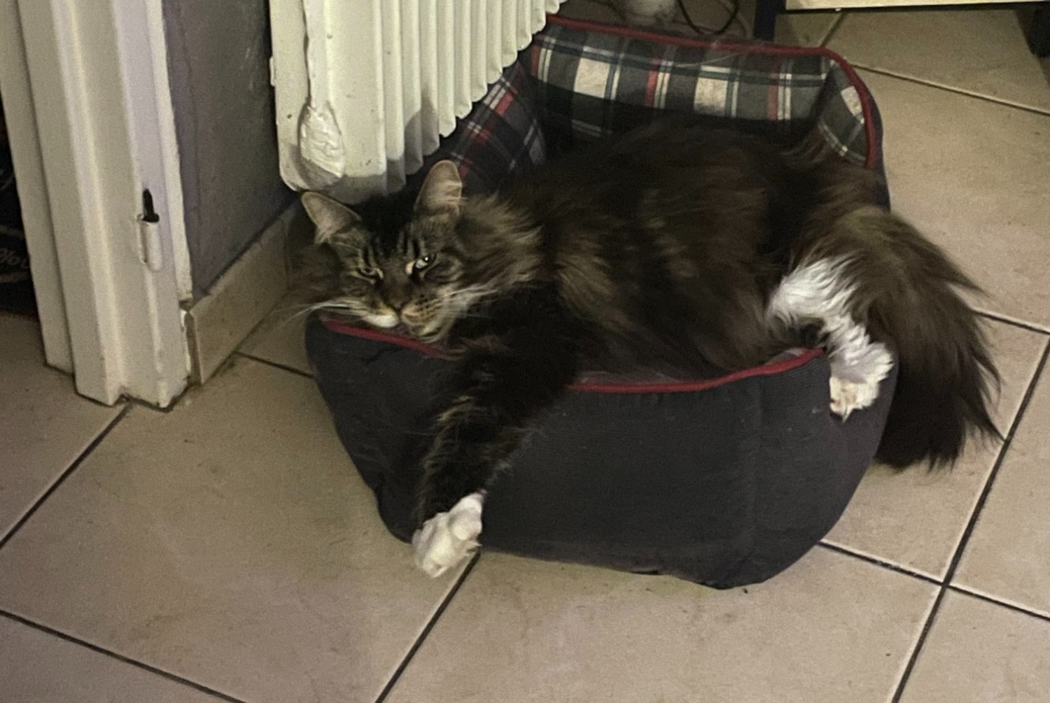Alerte Disparition Chat croisement Femelle , 7 ans Wattignies France