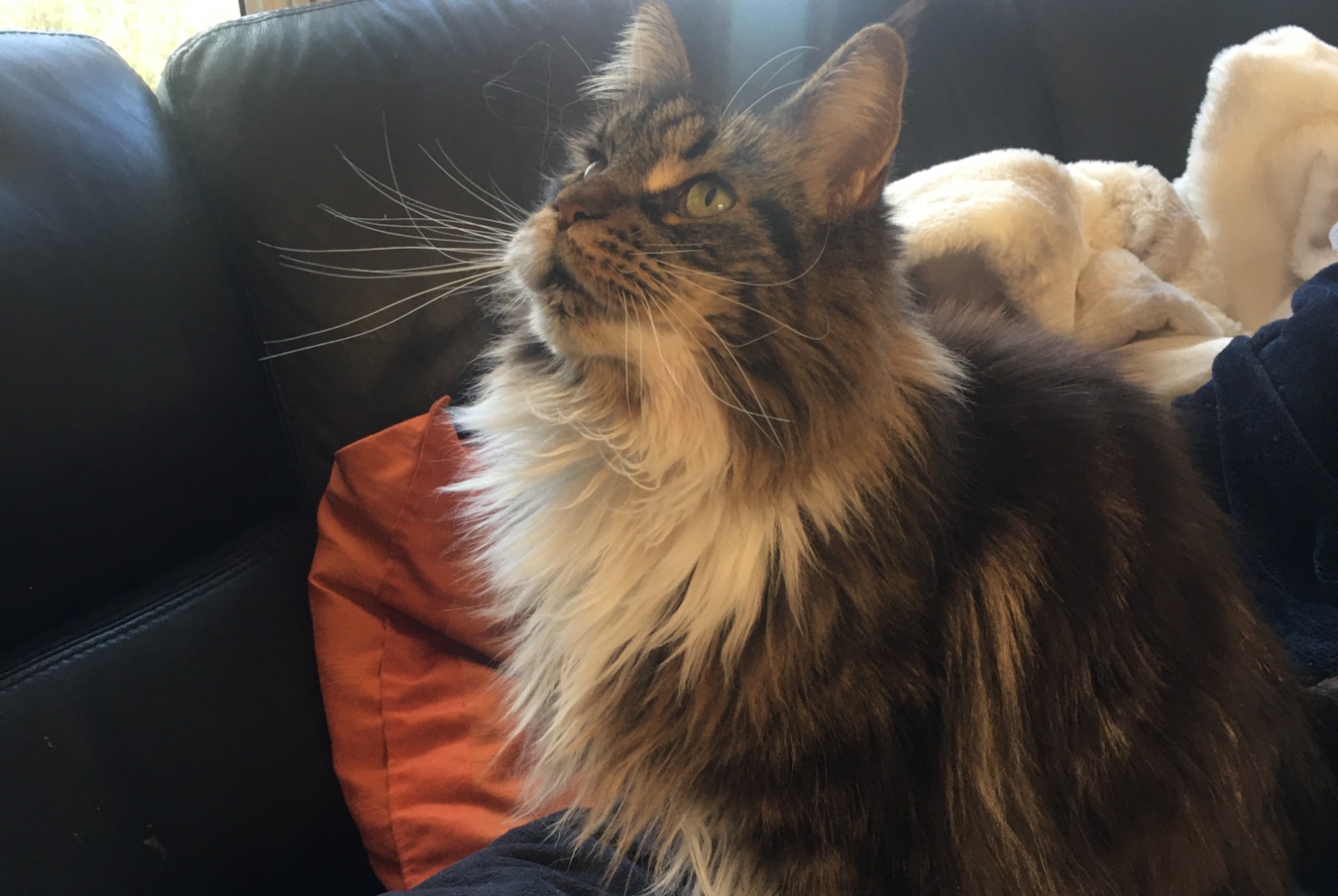 Alerte Disparition Chat croisement Femelle , 7 ans Wattignies France