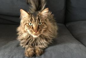 Alerte Disparition Chat croisement Mâle , 6 ans Lucé France