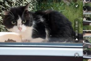 Alerte Découverte Chat Inconnu Cahors France