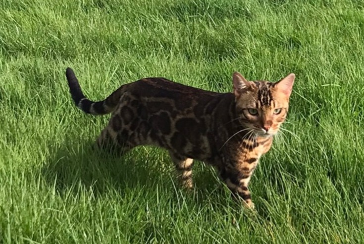 Alerte Disparition Chat  Mâle , 2 ans Saint-Florent France